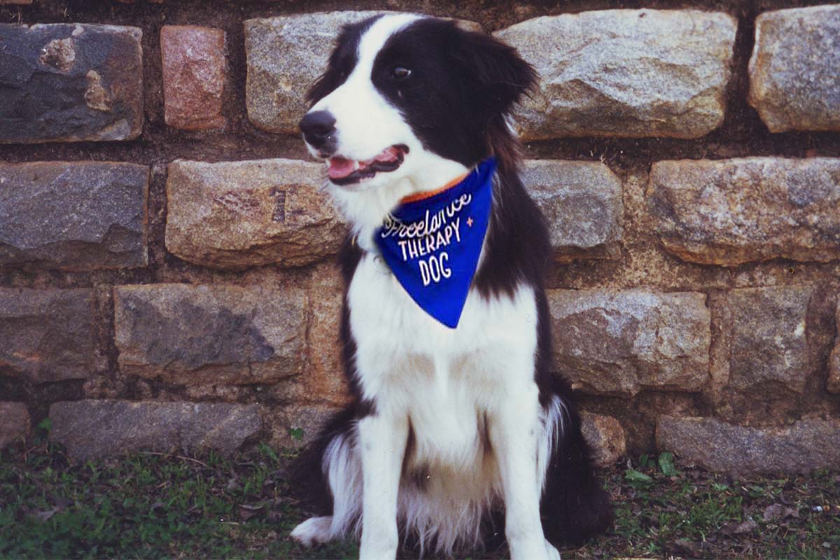 Border Collie Odin therapy dog