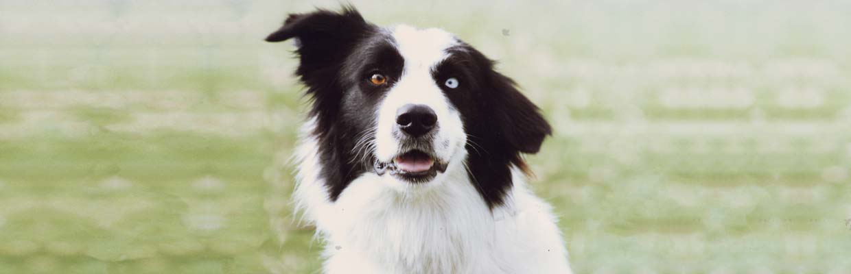 Freyasway Hamish the Border Collie sit-stay on the lawn