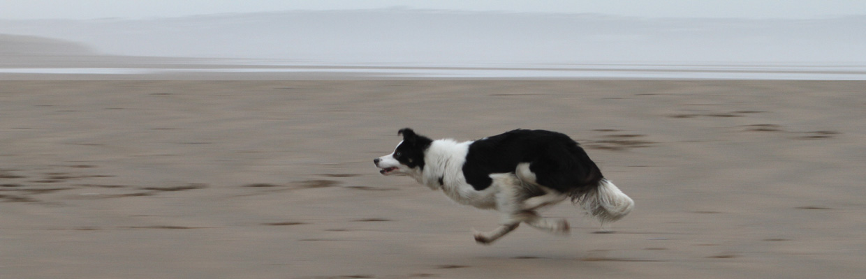 Freyasway Border Collie Talisker sprinting on the beach with the horizon sea-line in the background