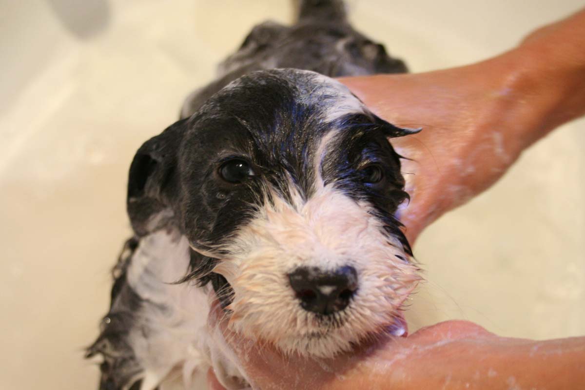 Sumo Border Collie puppy having a bath