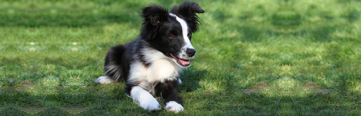 Freyasway Border Collie Hina-Moon lying on the lawn in Sulham, England
