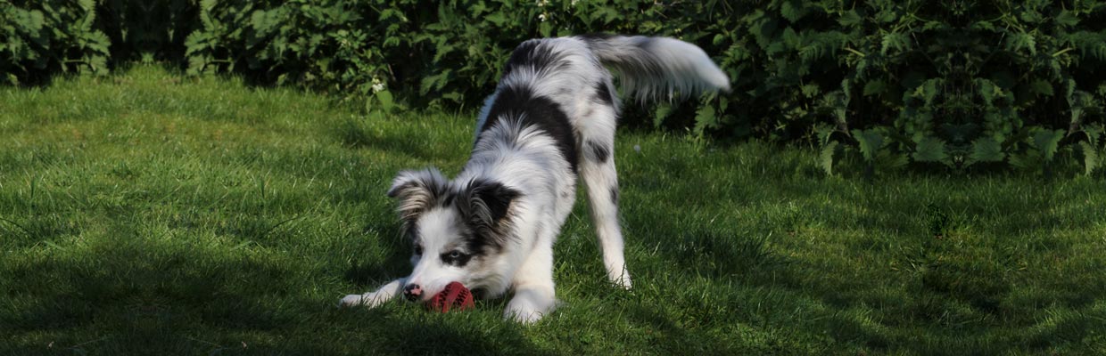 Freyasway Border Collie Lagertha blue merle playing with her red ball on the lawn