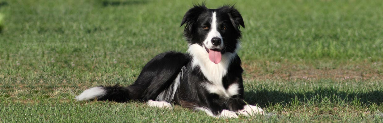 Freyasway Border Collie Muse lying on the lawn in Sulham, England