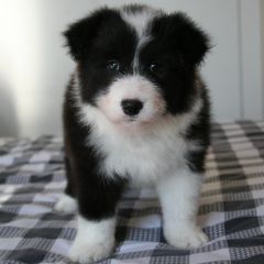 Freyasway Border Collie puppy standing on a bed