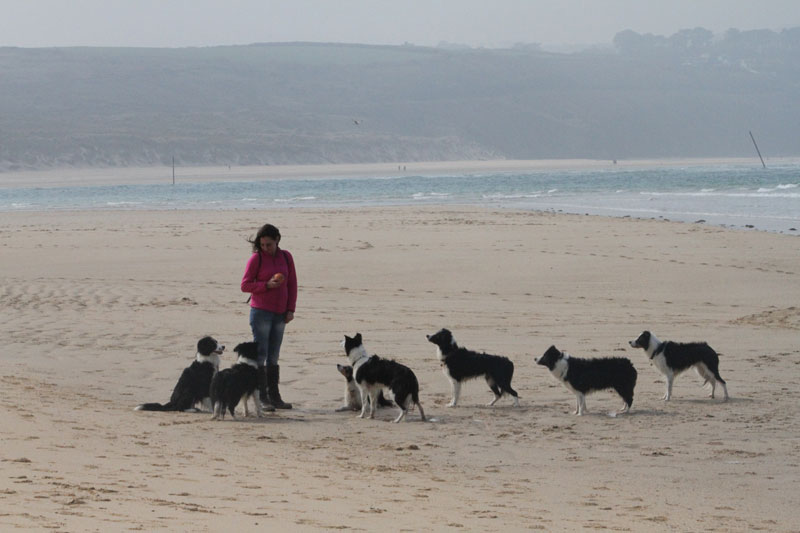 freyasway-about-alison Alison Roets with her Freyasway Border Collies on the beach in Cornwall