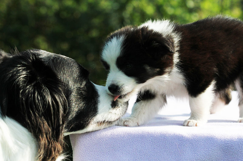 freyasway-border-collie-puppy Muse the Border Collie Mum with puppy at Sulham Freyasway HQ
