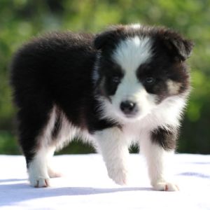 freyasway-health-and-breeding Dana the Freyasway Border Collie puppy in the garden at Sulham Freyasway HQ