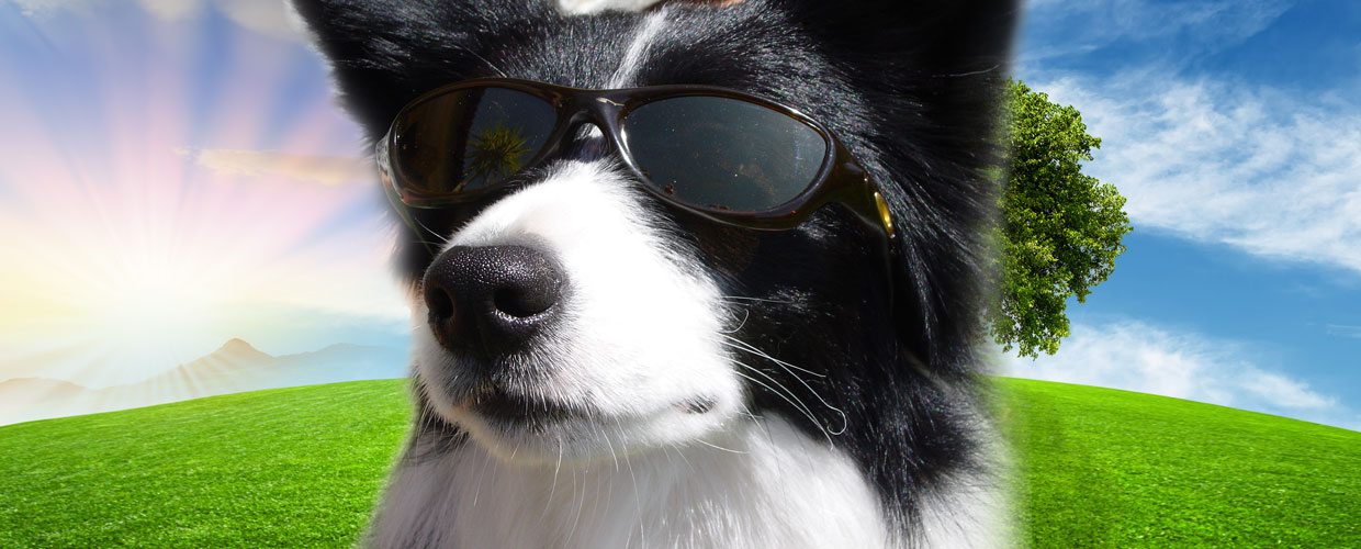 Freya the Border Collie with sunglasses on in the sunshine at Sulham Freyasway HQ