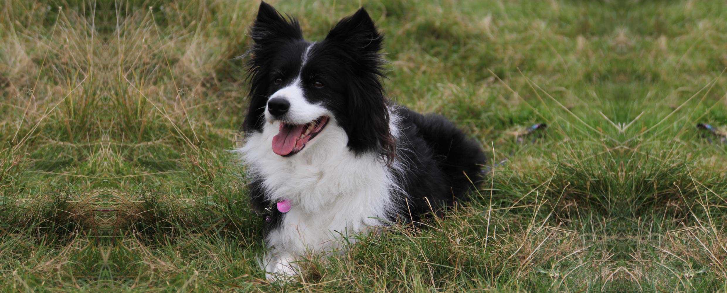 Freya of Freyasway Border Collies in a field at Sulham Freyasway HQ