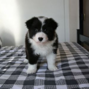 freyasway-puppy-sumo Sumo the Freyasway Border Collie puppy on the bed in Sulham Freyasway HQ