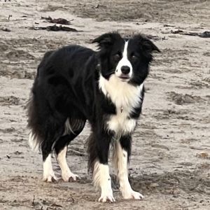 meet-our-freyasway-border-collies Muse the Freyasway Border Collie on the beach in Cornwall