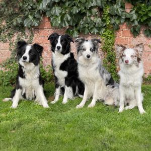past-freyasway-litters Four Freyasway Border Collies in the garden at Freyasway HQ Sulham